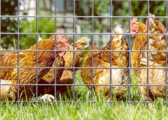 สายไฟฟ้าเหล็กผสมผสาน สาย Mesh ด้วยความยาว 50M และความกว้าง 0.5m สําหรับโรงเลี้ยงสัตว์