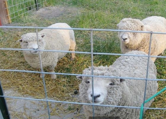 ตาข่ายลวดเชื่อมชุบสังกะสีแบบจุ่มร้อนในการเกษตรและการเลี้ยงสัตว์