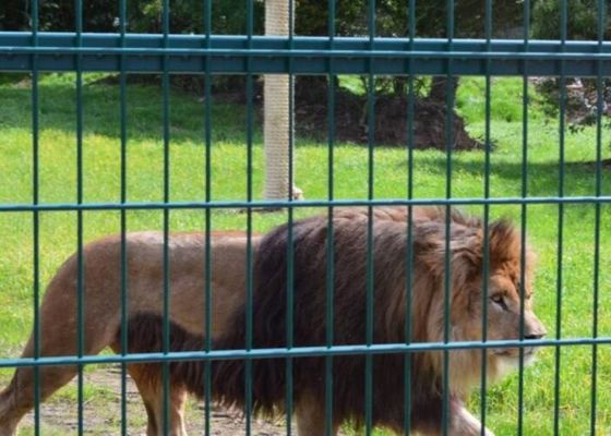 ลวดตาข่ายเหล็กเชื่อม ไม่เป็นสนิม Zoo Animal Enclosure Wire Mesh 10m-30m